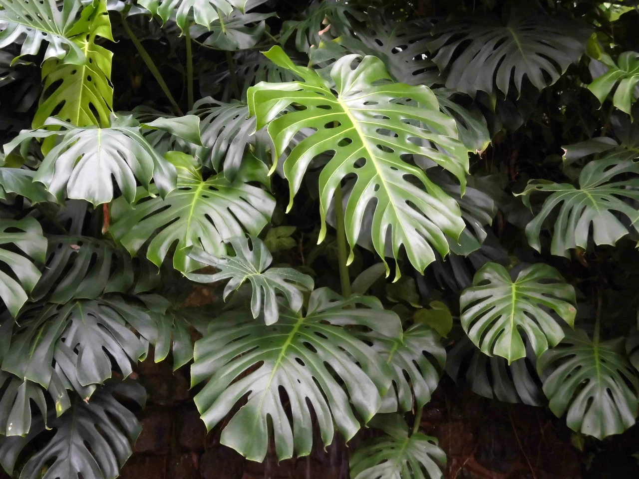 Monstera Deliciosa