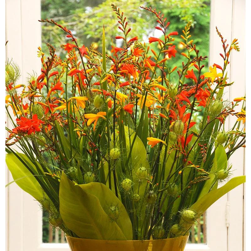 montbretia-crocosmia-mixture-8-pk.webp (Montbretia) Crocosmia Mixture (8/pk)