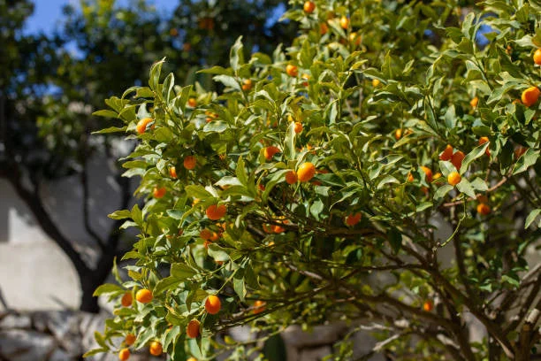 Nagami Kumquat