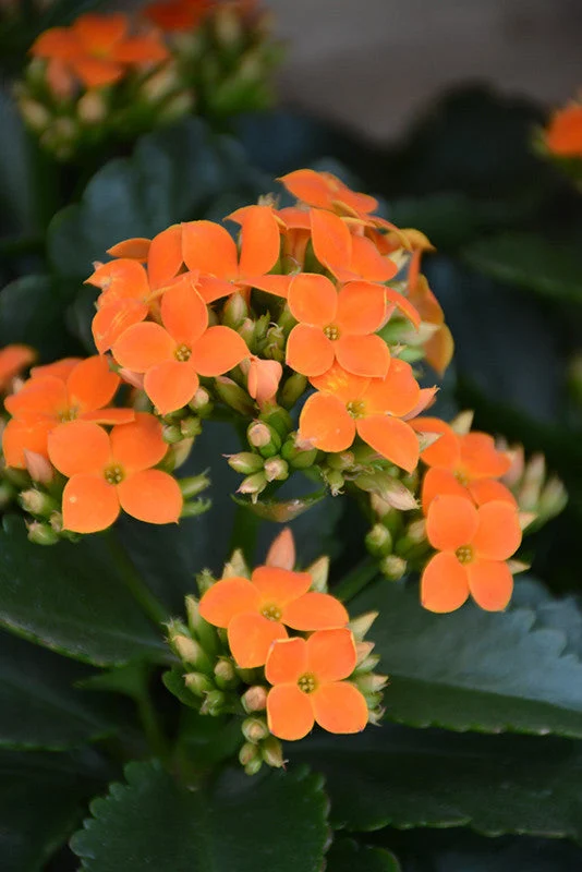 Orange Kalanchoe