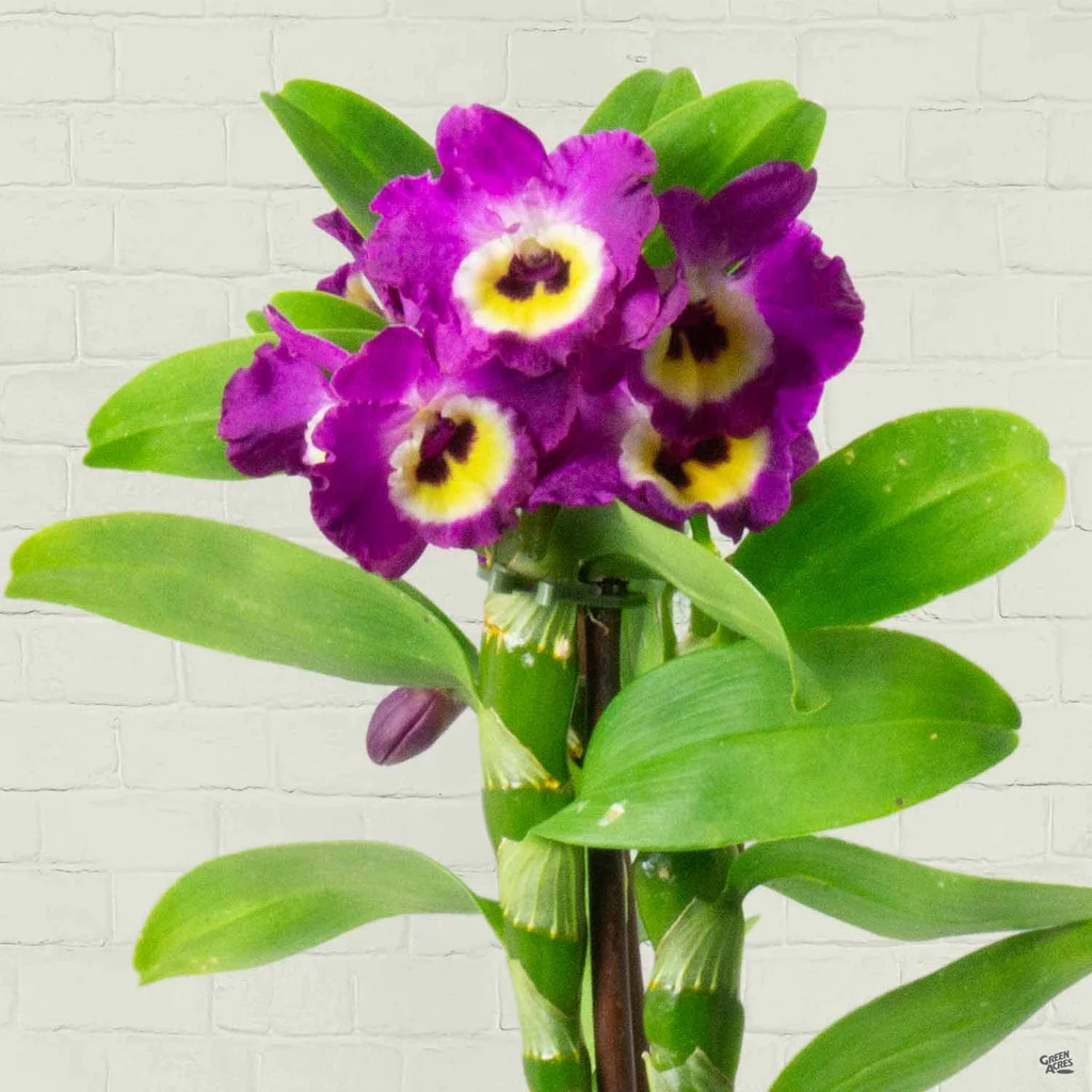 orchid-dendrobium.webp Orchid Dendrobium