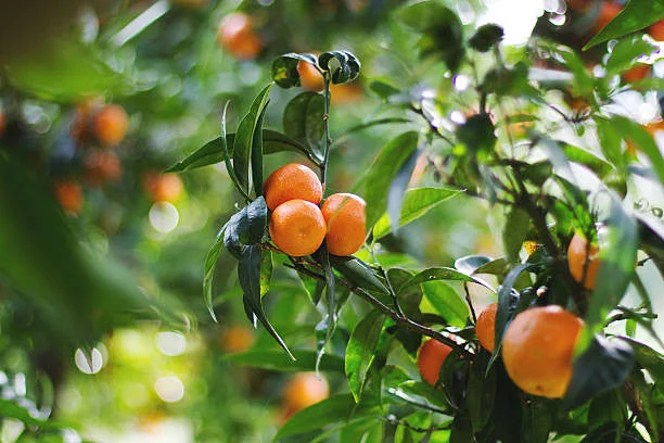 owari-satsuma-mandarin.webp Owari Satsuma Mandarin