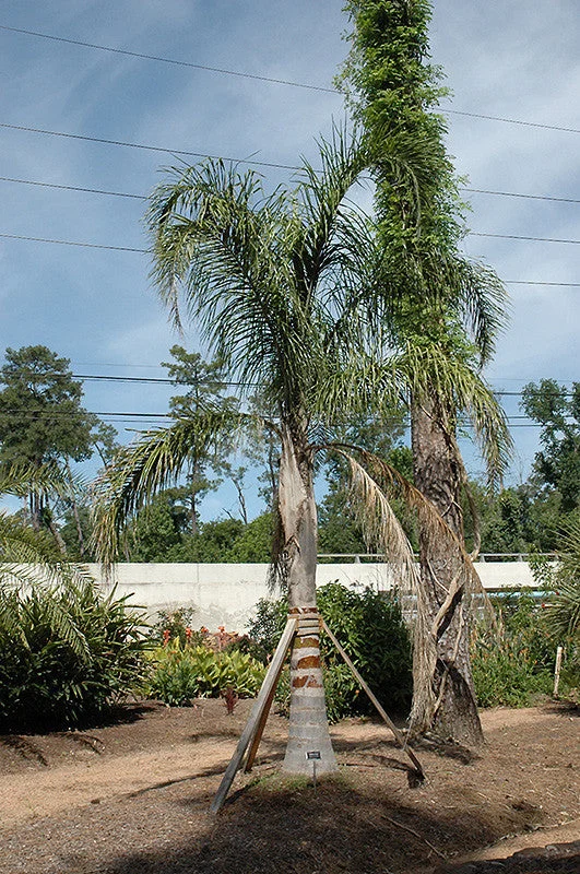 palm-queen.webp Palm Queen