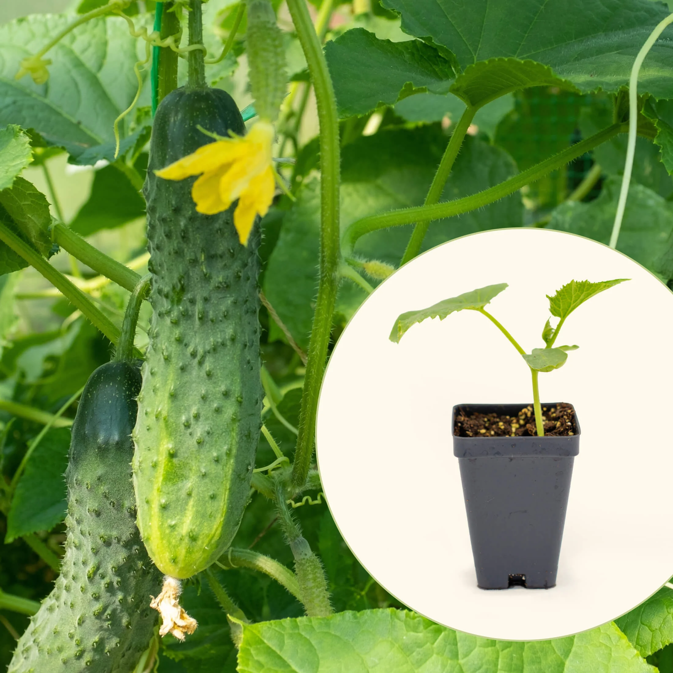 Patio Snacker Cucumber Seedling