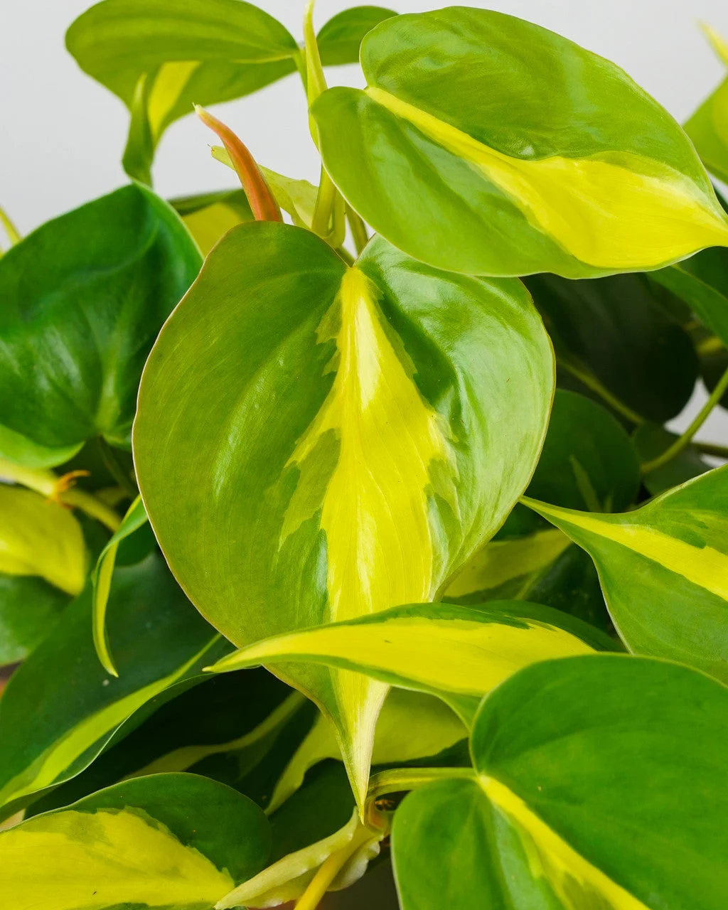 Philodendron Brazil