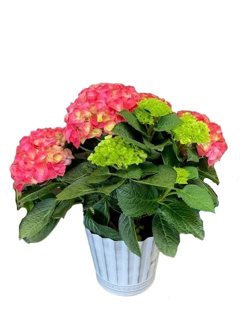 pink-hydrangea-in-silver-tin.webp Pink Hydrangea in Silver Tin