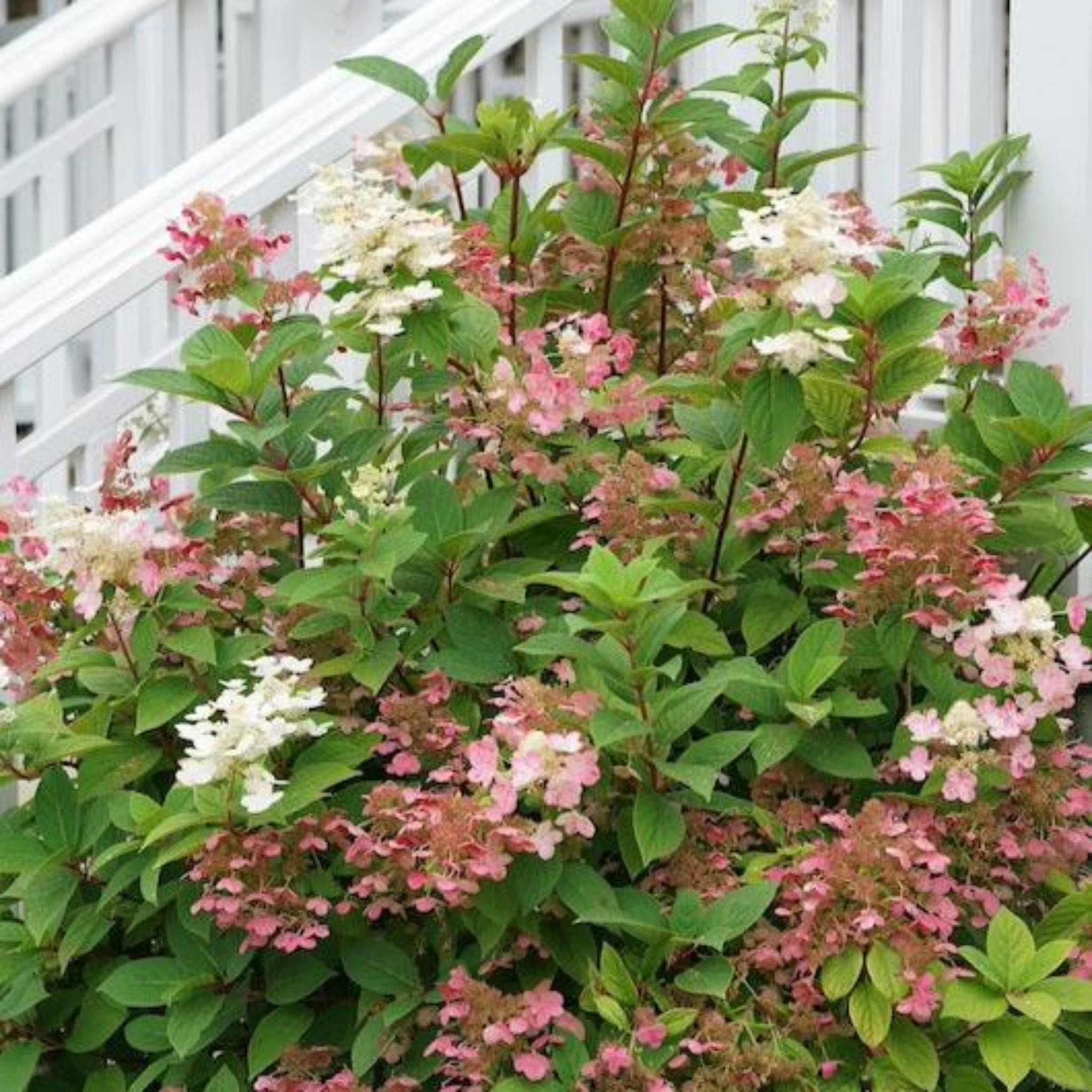 Quick Fire Hydrangea Tree
