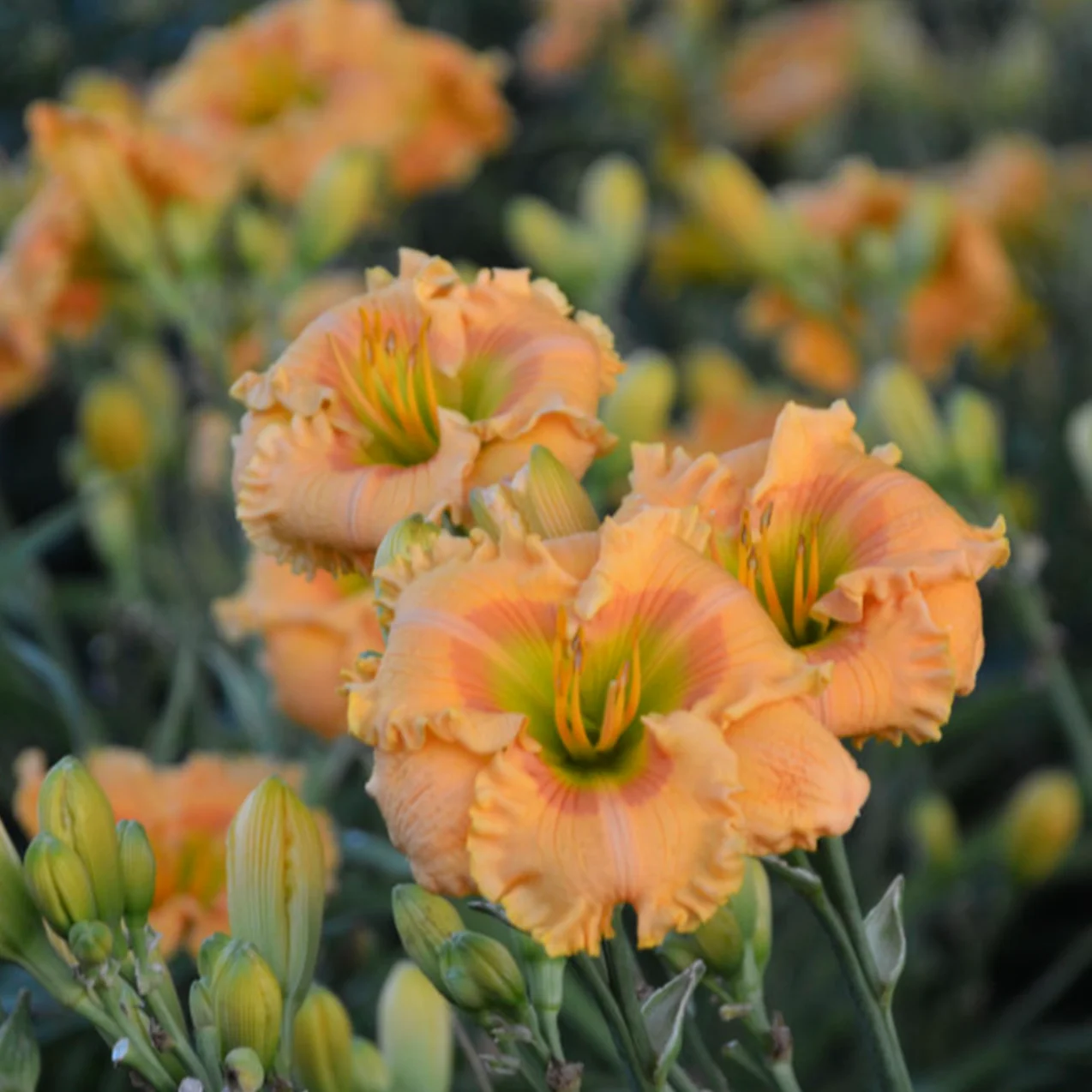 Rainbow Rhythm 'Orange Smoothie' Daylily (Hemerocallis)