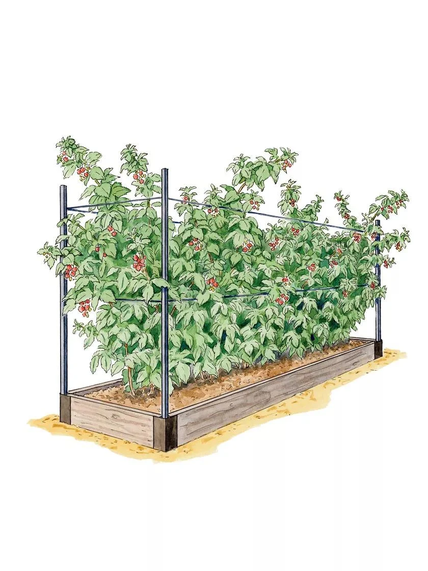 raspberry-bed-7-25-d.webp Raspberry Bed (7.25" D)