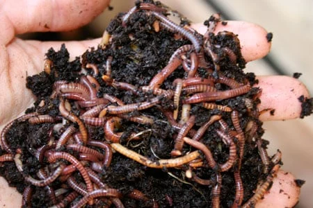 Red Wiggler Worms, Composting