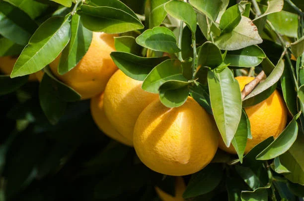 rio-red-grapefruit-bush.webp Rio Red Grapefruit Bush