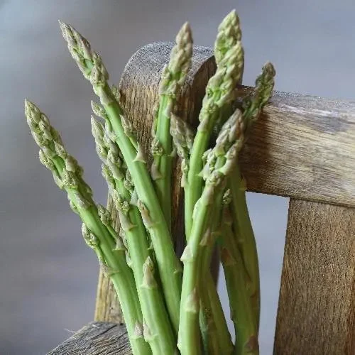 Seed Savers Exchange Asparagus, Three Pound Coffee Can (Organic)