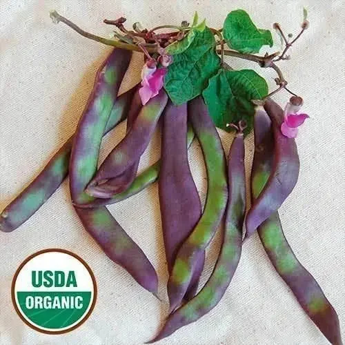 Seed Savers Exchange Bean, Auntie Wilder (Organic)