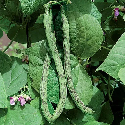 Seed Savers Exchange Bean, Rattlesnake Snap