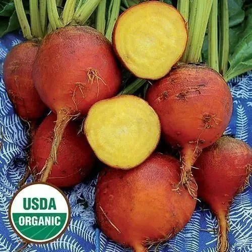 Seed Savers Exchange Beet, Burpee's Golden (Organic)