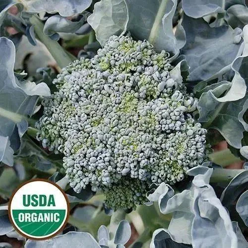 Seed Savers Exchange Broccoli, Calabrese (Organic)