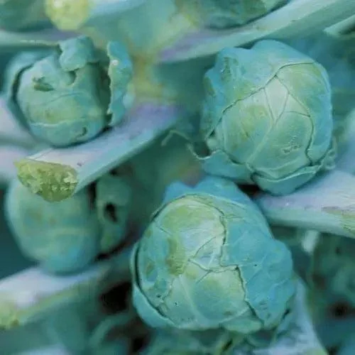 Seed Savers Exchange Brussels Sprouts, Long Island