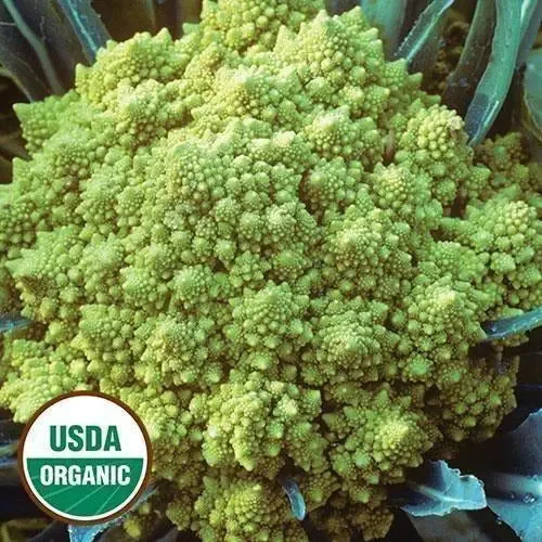Seed Savers Exchange Cauliflower, Romanesco (Organic)