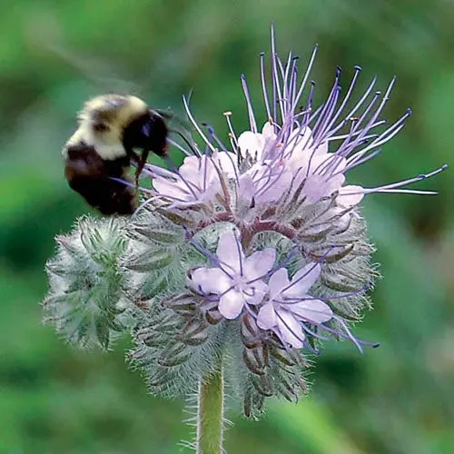seed-savers-exchange-flower-bee-s-friend-mix.webp Seed Savers Exchange Flower, Bee's Friend Mix