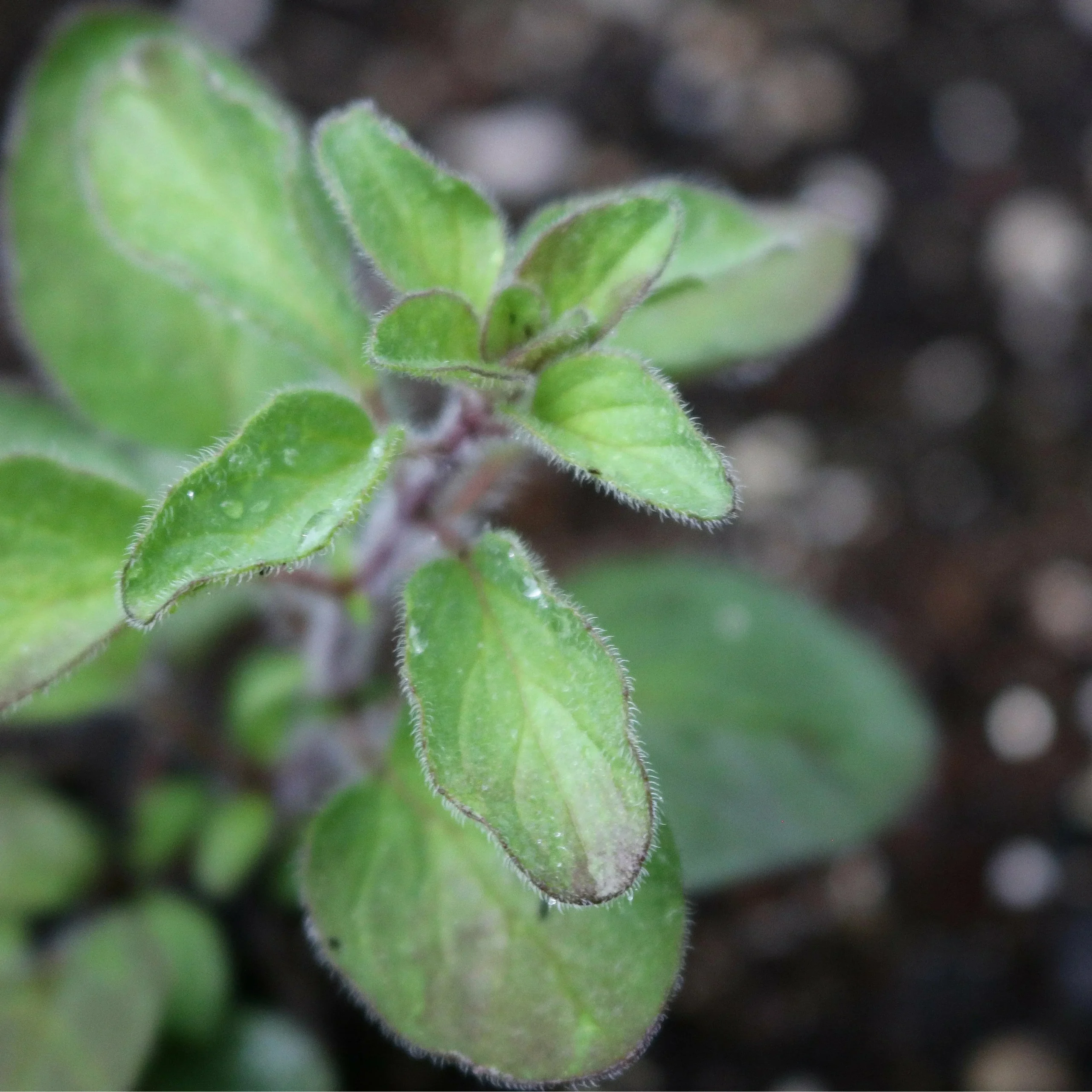 Seed Savers Exchange Herb, Greek Oregano