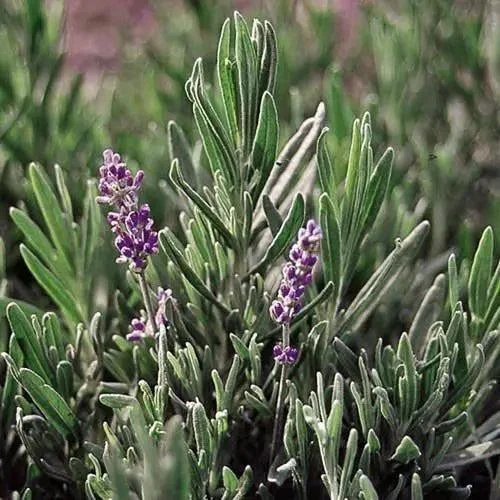 Seed Savers Exchange Herb, Lavender English