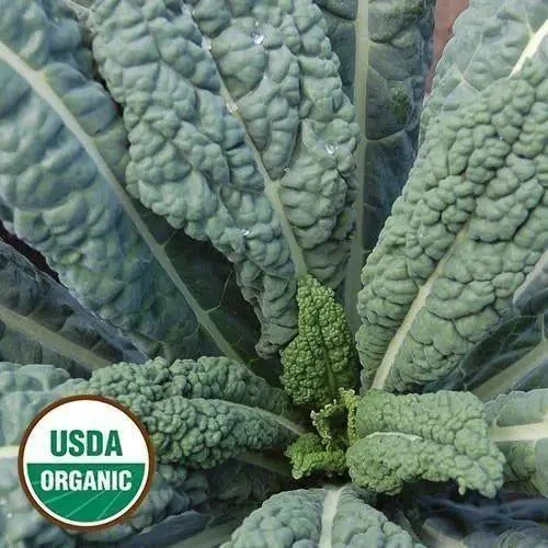 Seed Savers Exchange Kale, Lacinato (Organic)