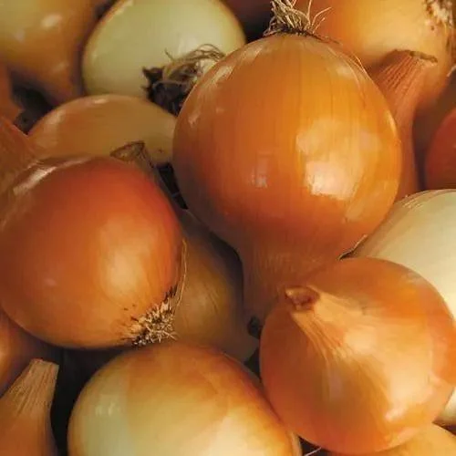 Seed Savers Exchange Onion, Yellow Of Parma