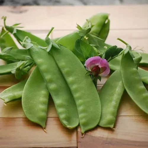 Seed Savers Exchange Pea, Green Beauty