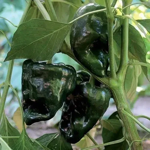 Seed Savers Exchange Pepper, Ancho Gigantea
