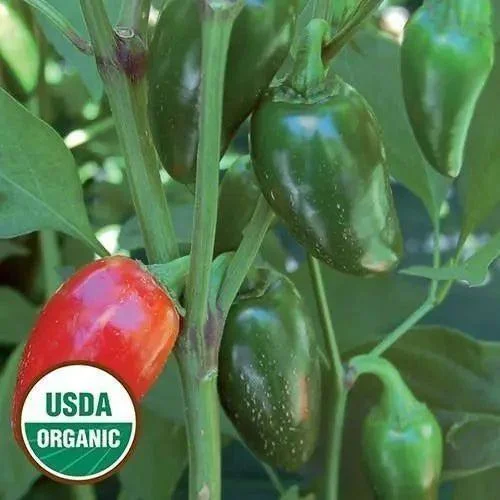 Seed Savers Exchange Pepper, Jalapeno Traveler Strain (Organic)