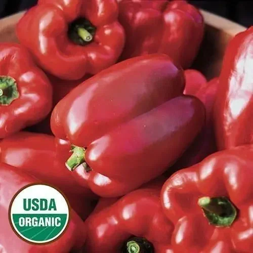 Seed Savers Exchange Pepper, King Of The North (Organic)