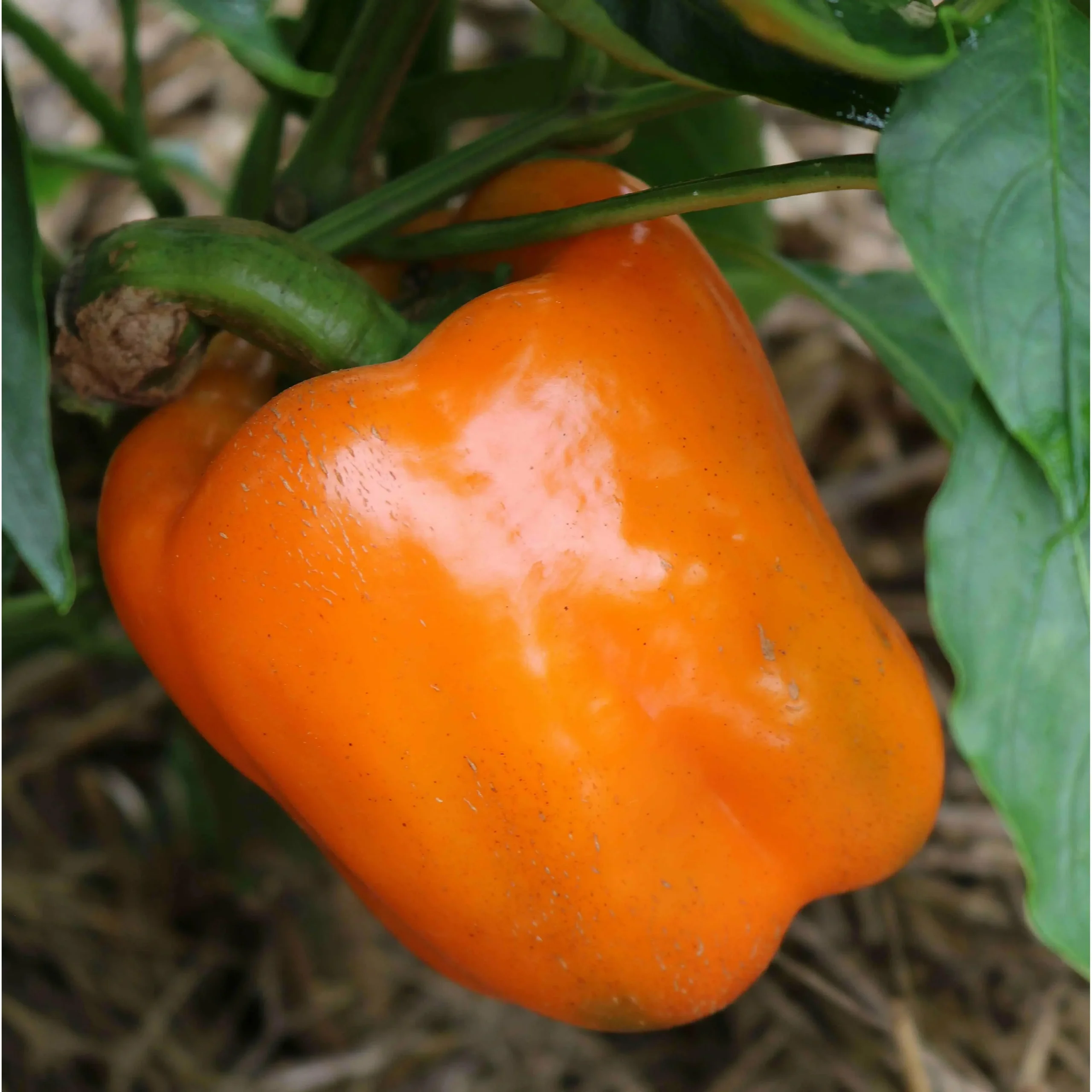 Seed Savers Exchange Pepper, Orange Bell