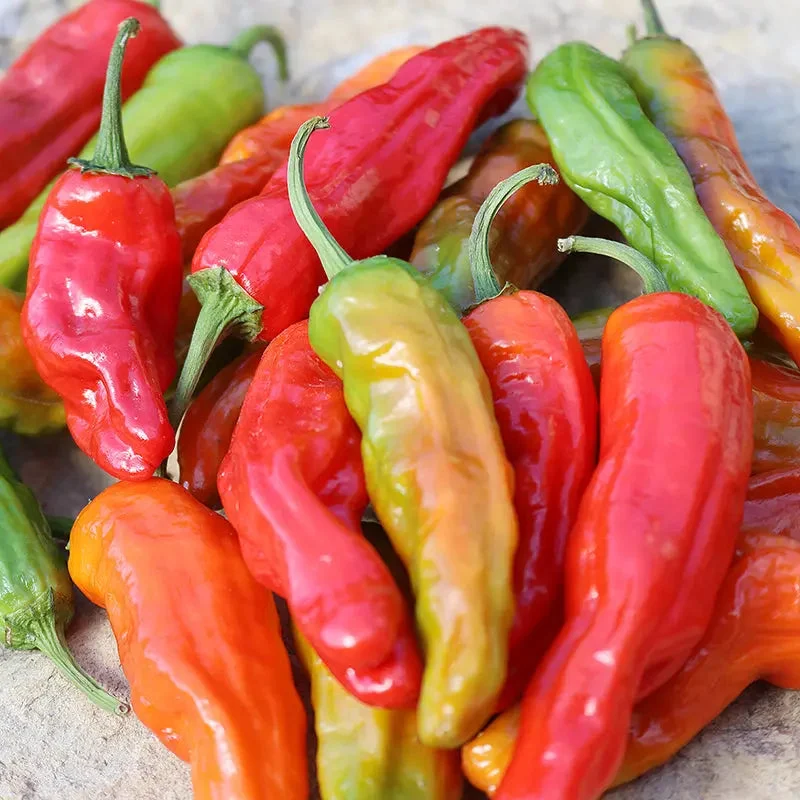 seed-savers-exchange-pepper-shishito-organic.webp Seed Savers Exchange Pepper, Shishito (Organic)
