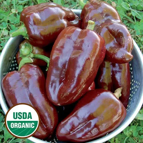 seed-savers-exchange-pepper-sweet-chocolate-pepper-organic.webp Seed Savers Exchange Pepper, Sweet Chocolate Pepper (Organic)