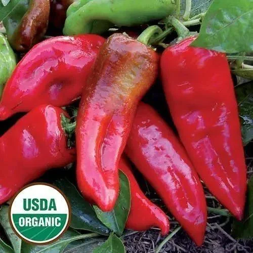 Seed Savers Exchange Pepper, Tolli's Sweet Italian (Organic)