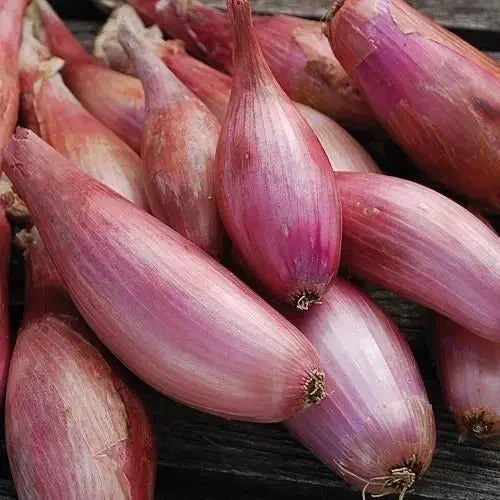 Seed Savers Exchange Shallot, Zebrune