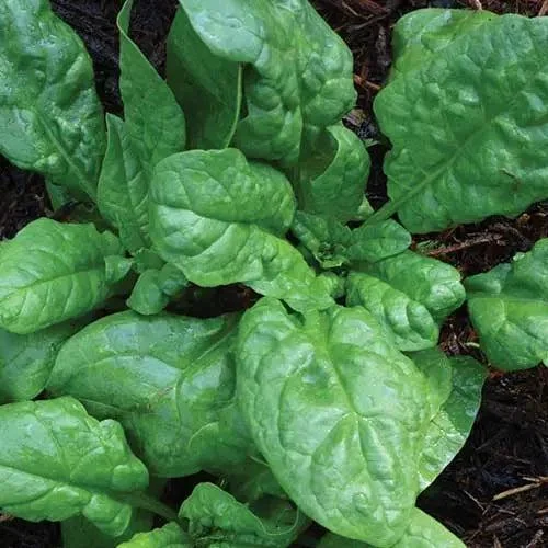 Seed Savers Exchange Spinach, America