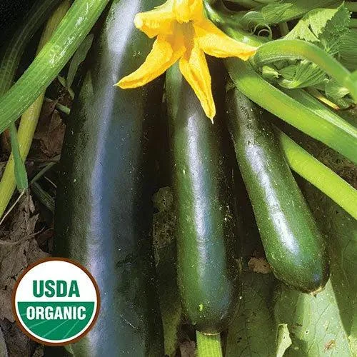 Seed Savers Exchange Squash, Black Beauty Zucchini (Organic)