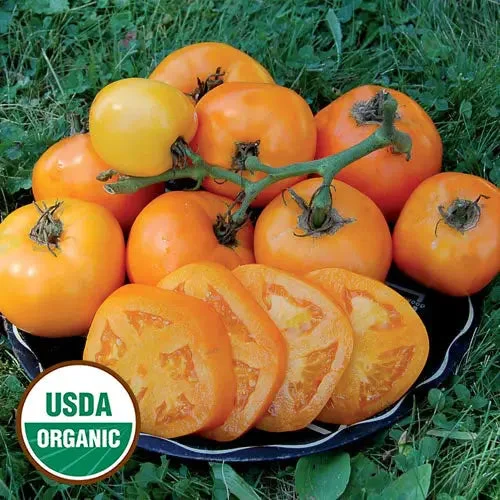 Seed Savers Exchange Tomato, Moonglow (Organic)