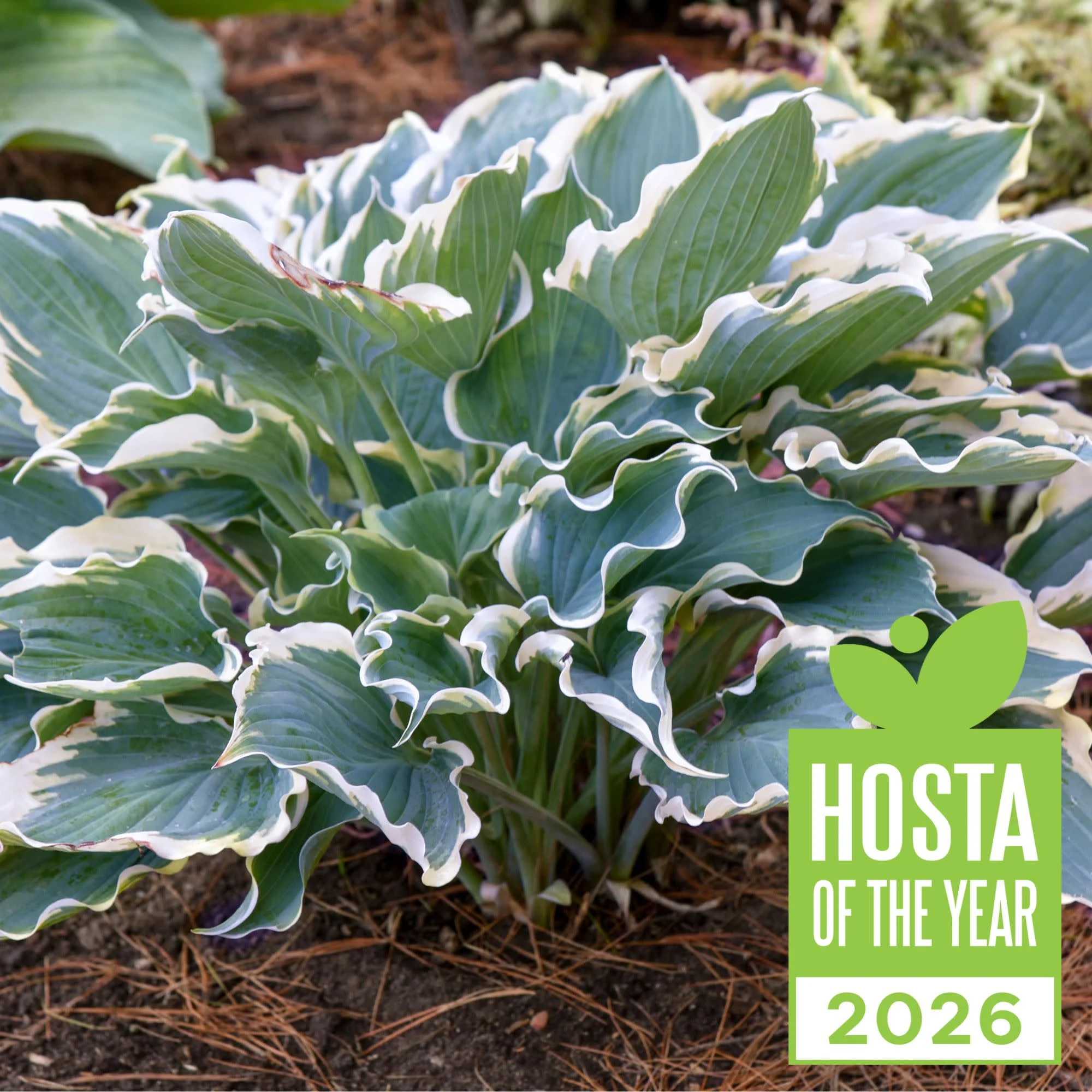 Shadowland 'Hope Springs Eternal' Hosta