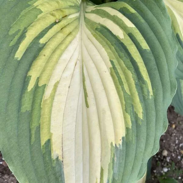 Shadowland 'Love Story' Hosta