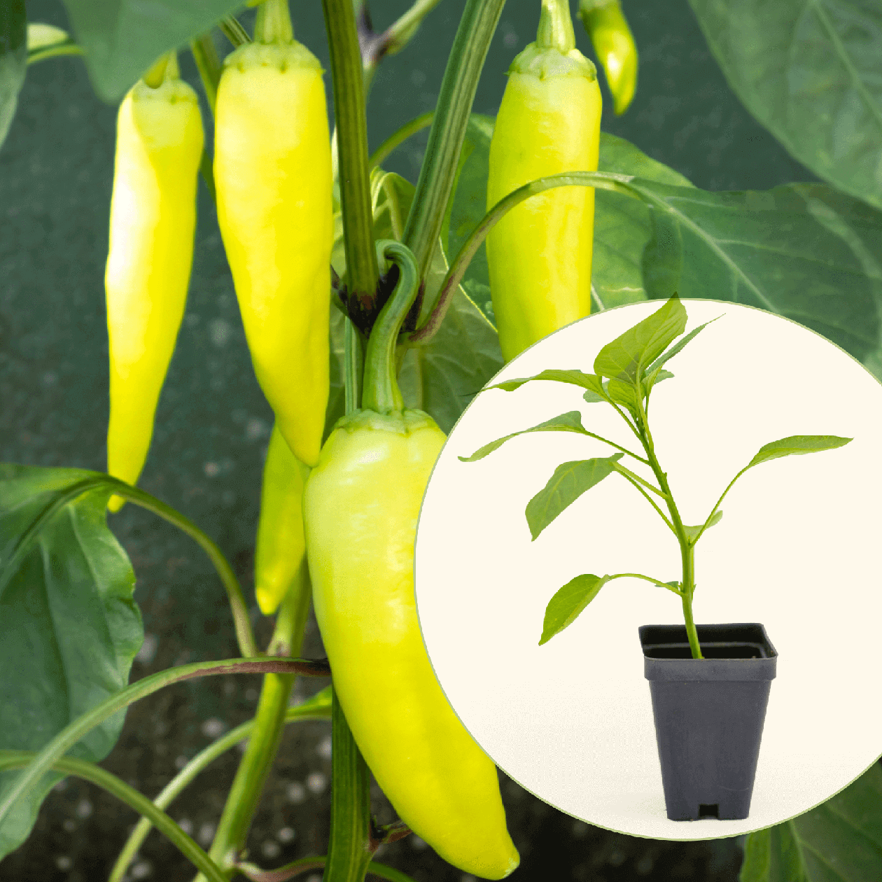 Sweet Banana Pepper Seedling