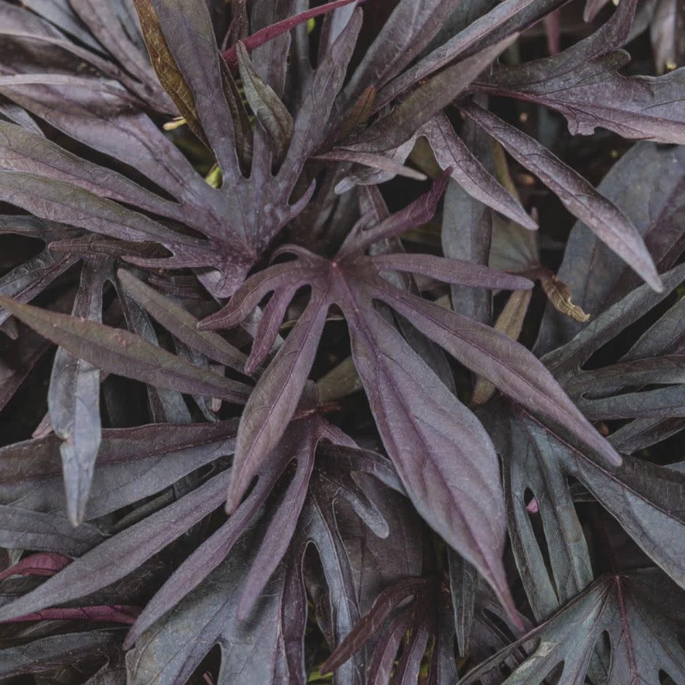 Sweet Caroline Medusa™ Black Ornamental Sweet Potato Vine (Ipomoea batatas) | Proven Winners New Variety 2026