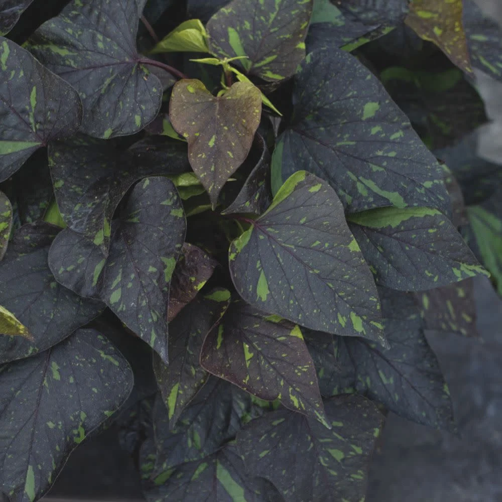 Sweet Caroline Sweetheart Shadowstorm™ Sweet Potato Vine (Ipomoea) | Proven Winners New Variety 2026