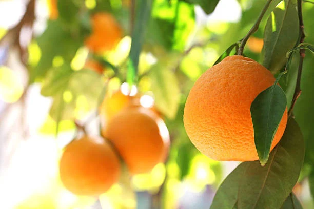 Tangelo Minneola Tree Form