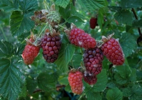 tayberry-blackberry.webp Tayberry Blackberry