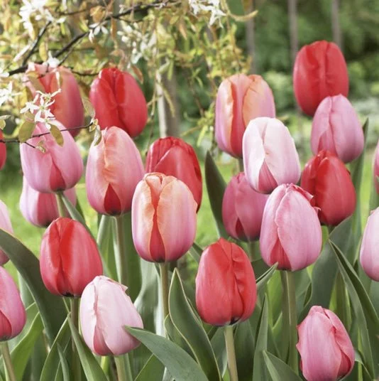 Tulip Bulb "Impression" Mix (20) Size 12+ - Tulip Bulbs for Sale