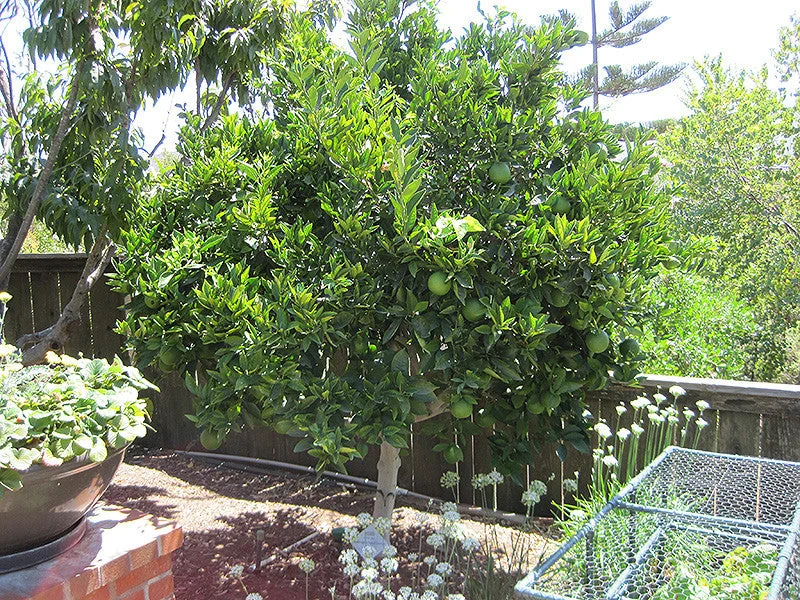 Washington Navel Tree Form