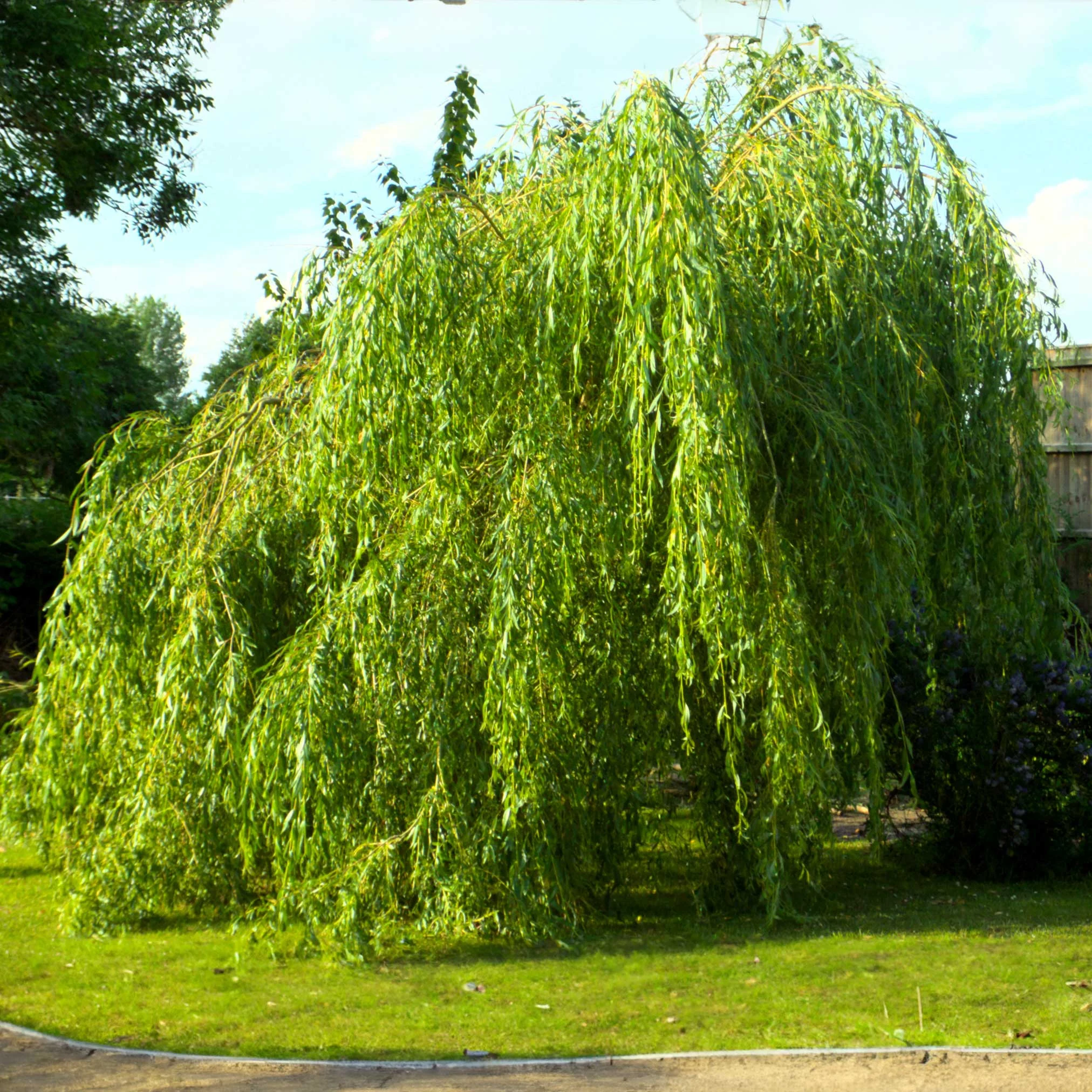 weeping-willow.webp Weeping Willow