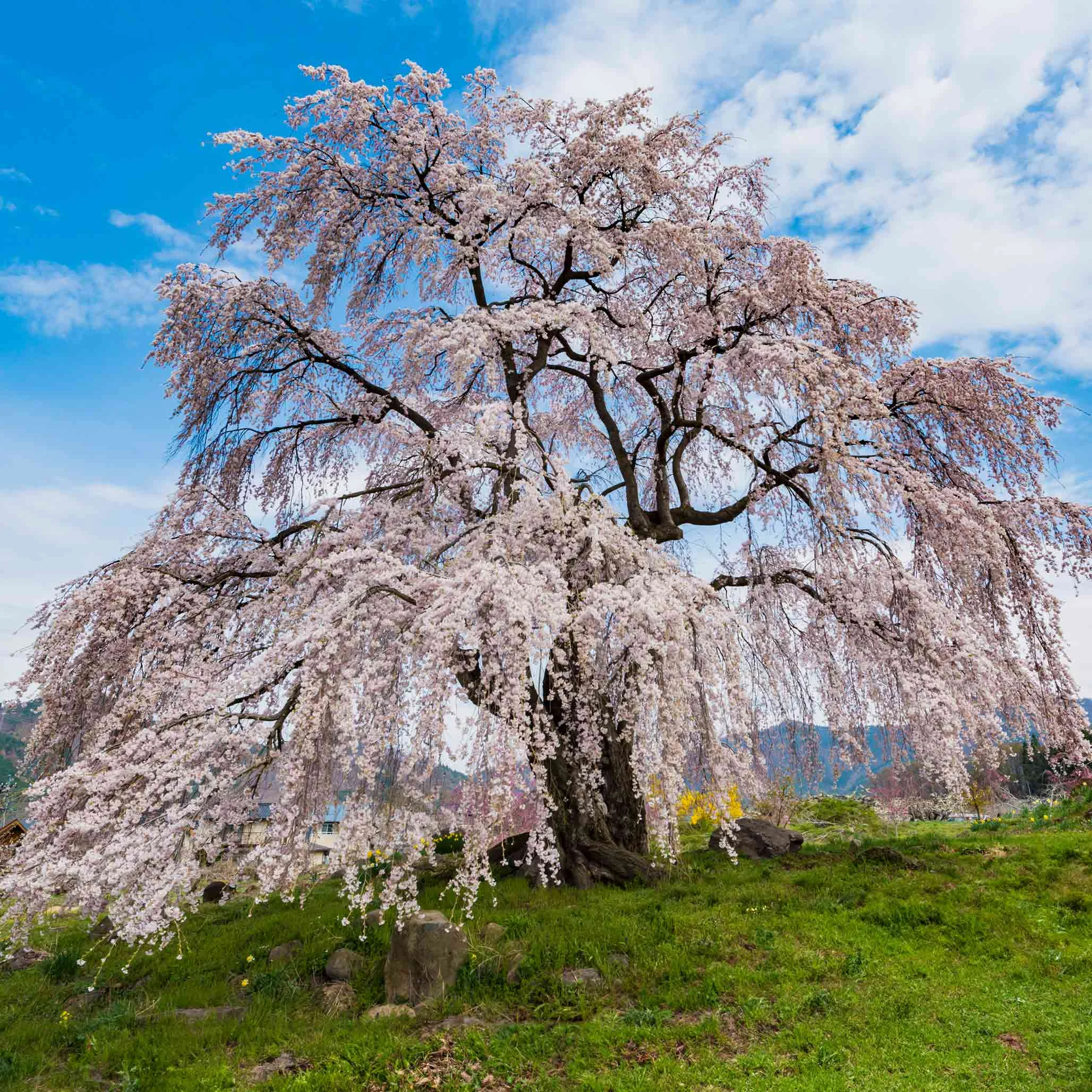 weeping-yoshino-flowering-cherry.webp Weeping Yoshino Flowering Cherry
